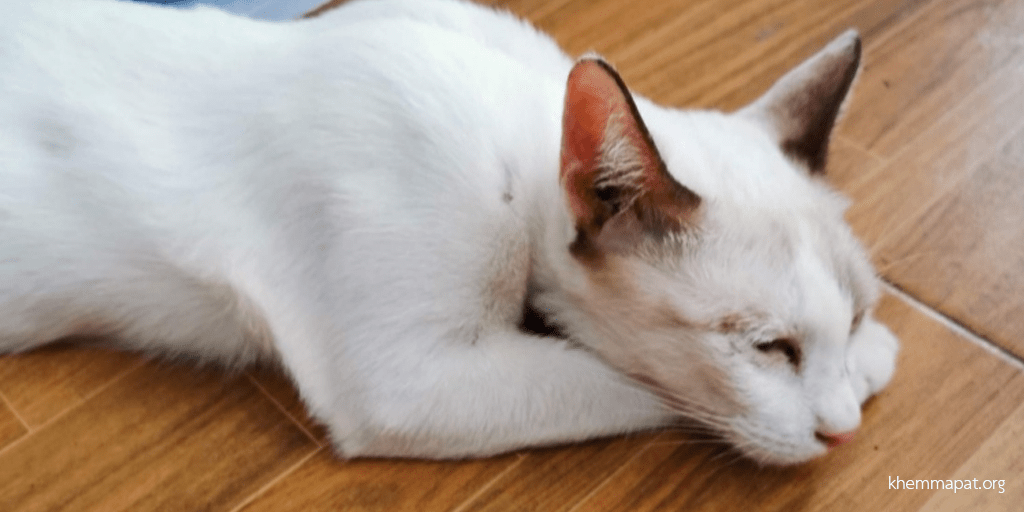 นักเศรษฐศาสตร์ นักรัฐศาสตร์ และนักกฎหมาย